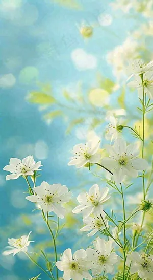 春天清新白色花朵温馨，蓝色朦胧，立春惊蛰春分摄影图