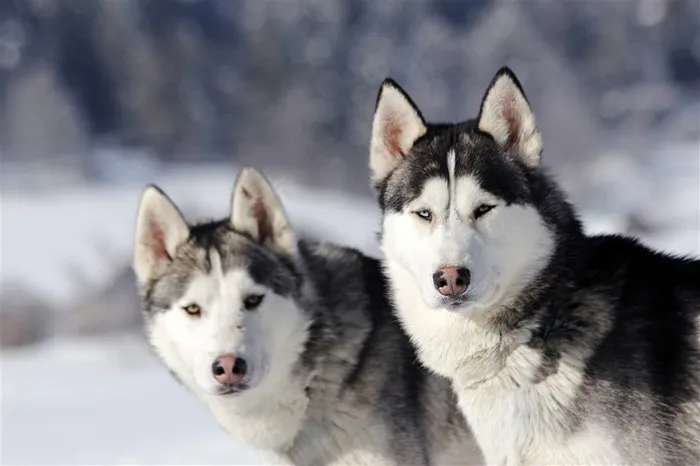 哈士奇宠物狗雪橇犬动物高清图片