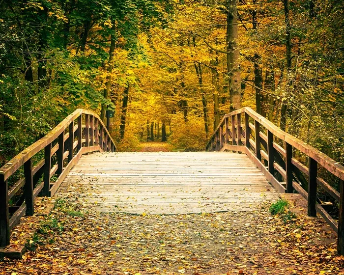 树林森林木桥高清风景图片