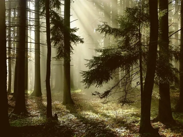沐浴在阳光下的小树林摄影高清图片
