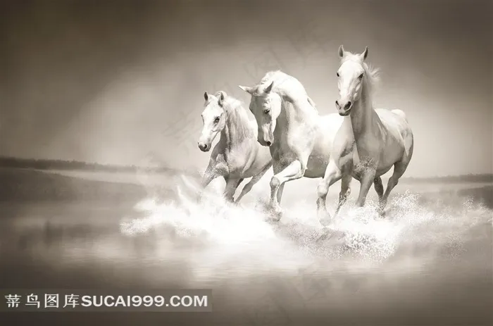 三匹奔跑的白马高清摄影图片 马 白马 驰骋 纵横 奔跑 动物 跳跃 宝马 尘土 野生动物