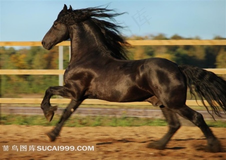 一匹黑马马在奔跑高清摄影图片格式: jpg野生动物万马奔腾景象摄影图