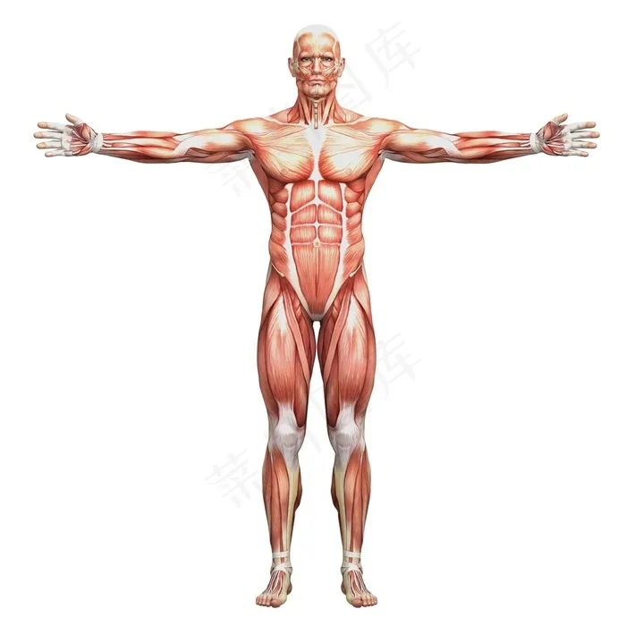 人体正面肌肉图片人体器官图