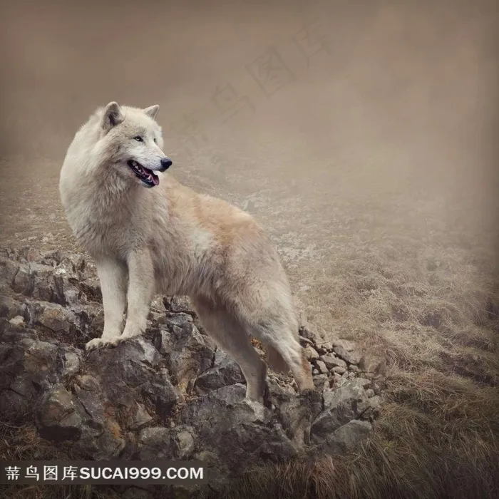 动物狼高清摄影图片
