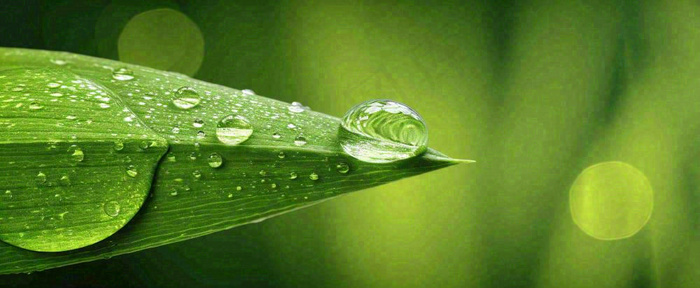夏天绿叶露水露珠萌芽清新，雨水白露谷雨摄影图