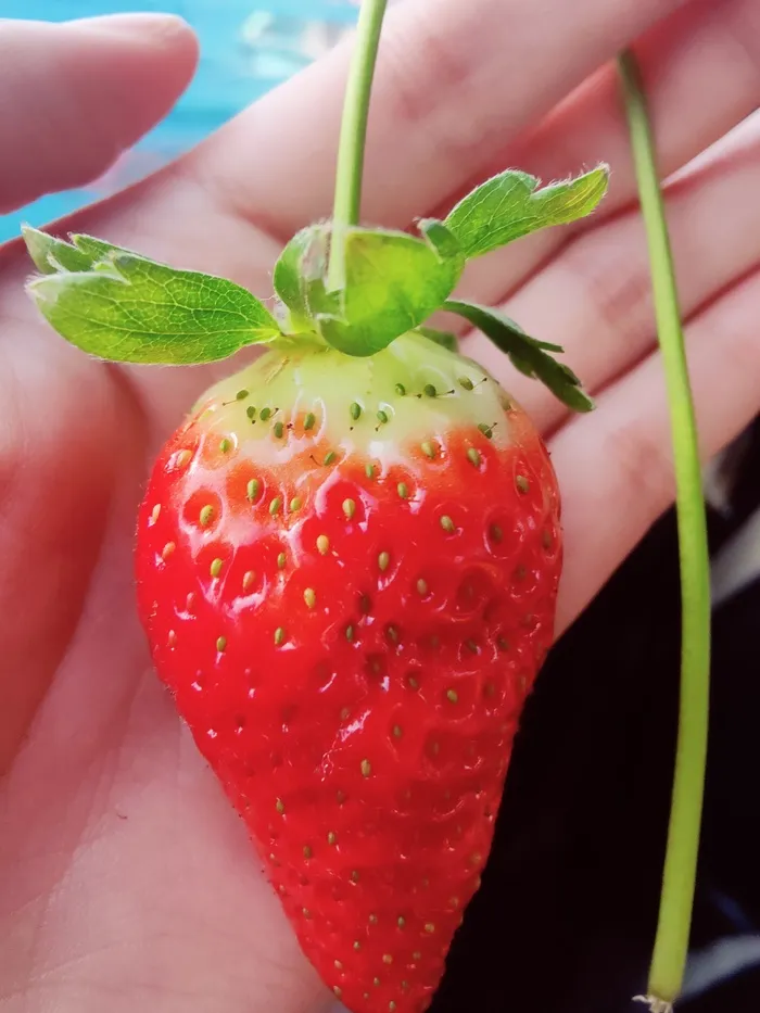 摄影图-手心的草莓