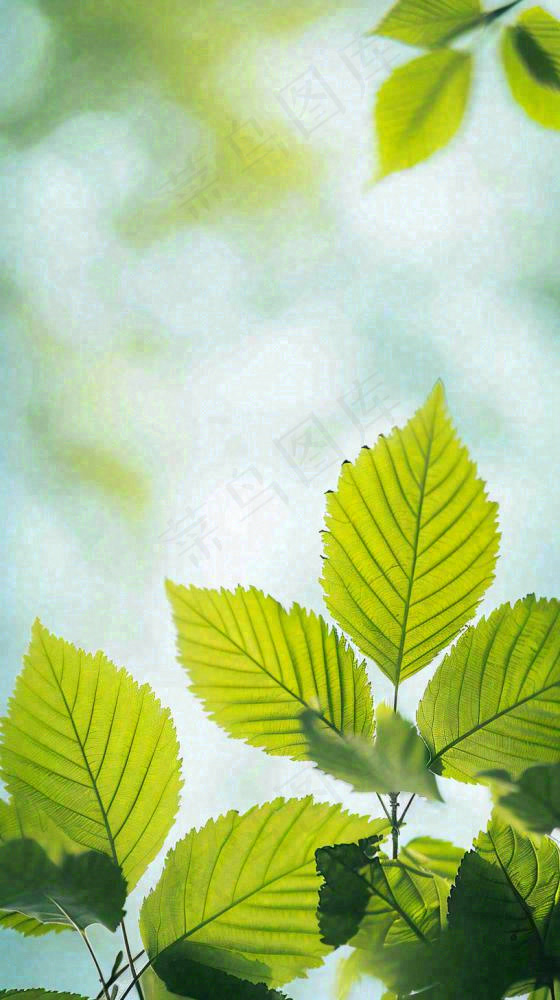 阳光明媚春天春意盎然嫩草，发芽，春分，立春摄影图