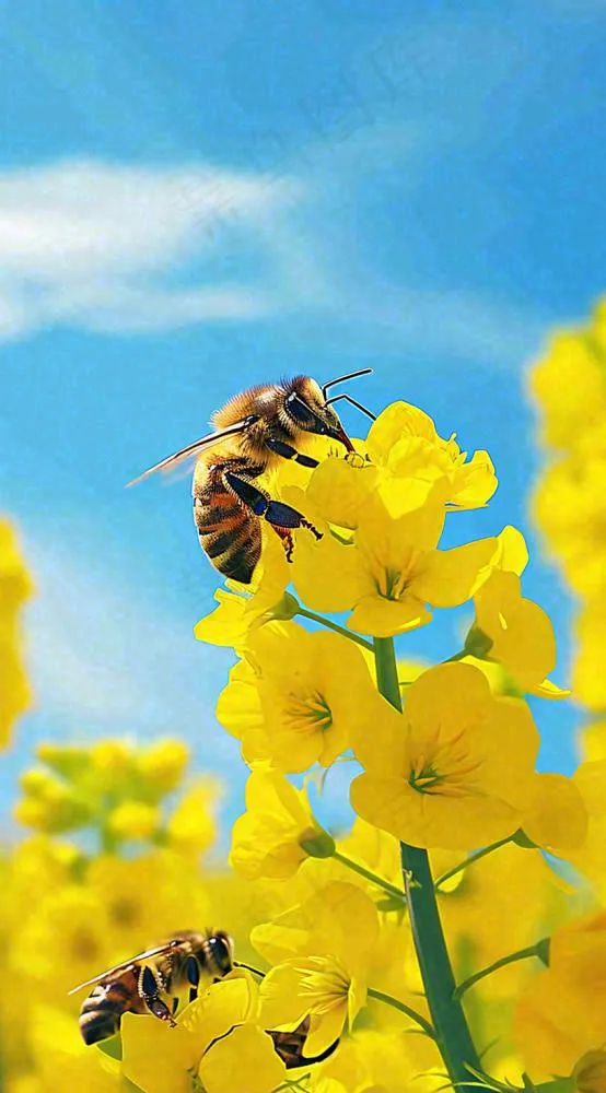 蓝天下蜜蜂在黄色花朵上，春天摄影图