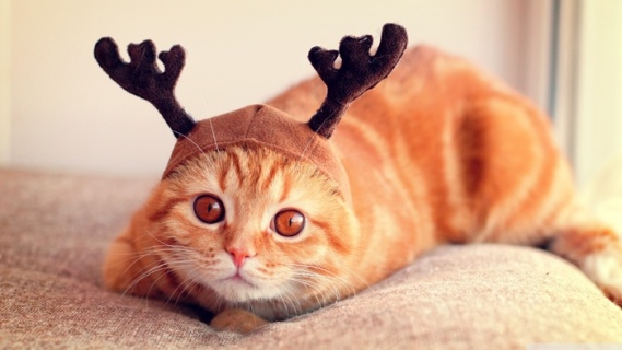 电脑ppt封面可爱小猫咪萌宠背景