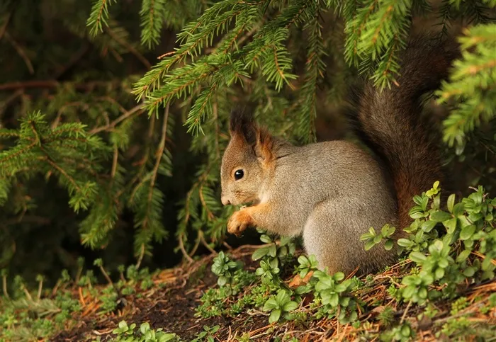 松土上吃东西的松鼠图片唯美野生动物动物大全