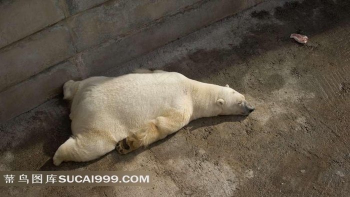趴在地上睡觉的北极熊