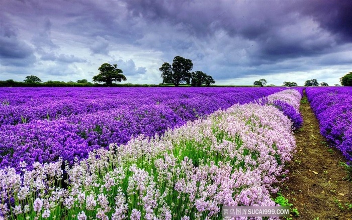 唯美风景花海 菜鸟图库 唯美风景花海 菜鸟图库