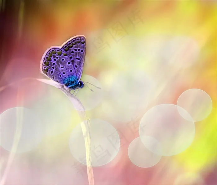 美丽的蝴蝶与花朵高清图片