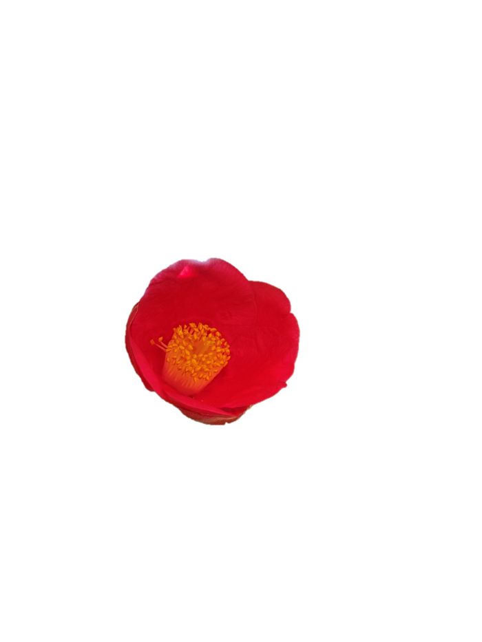 山茶花 免抠 菜鸟图库