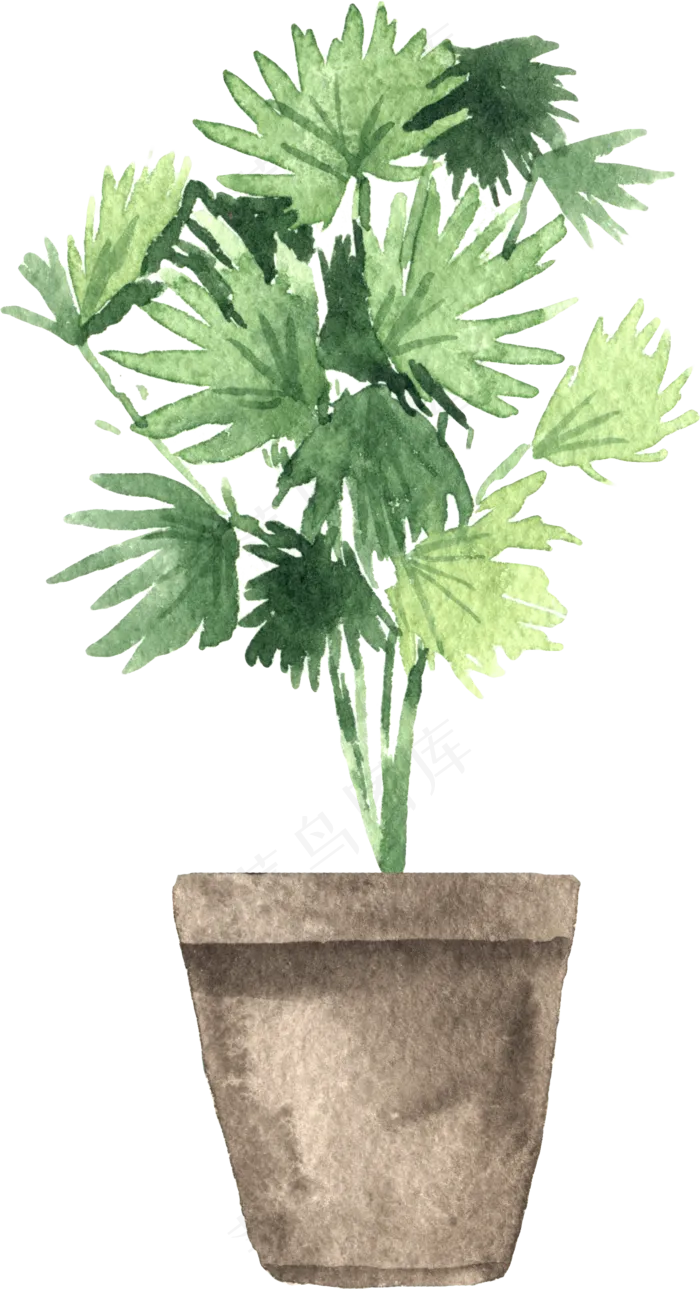 水彩插画-植物20