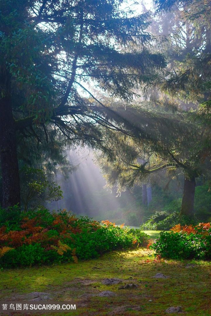 本素材作品名称为丁达尔效应光影树林图片,素材编号是2523214