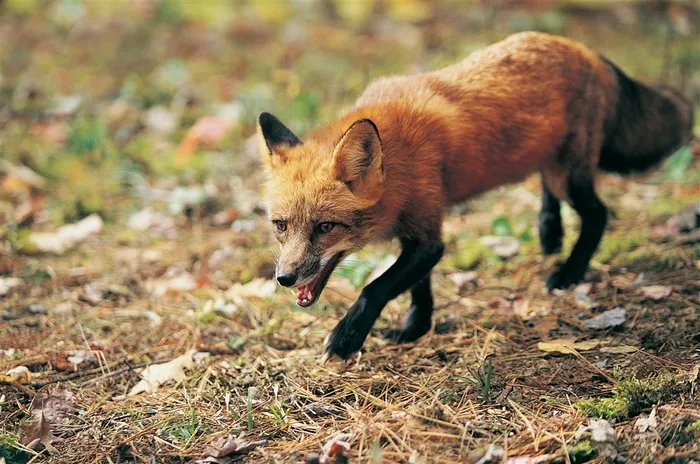 5K野生动物狐狸图片动物大全