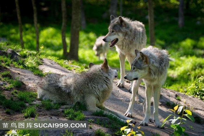 狼壁纸图片素材 菜鸟图库