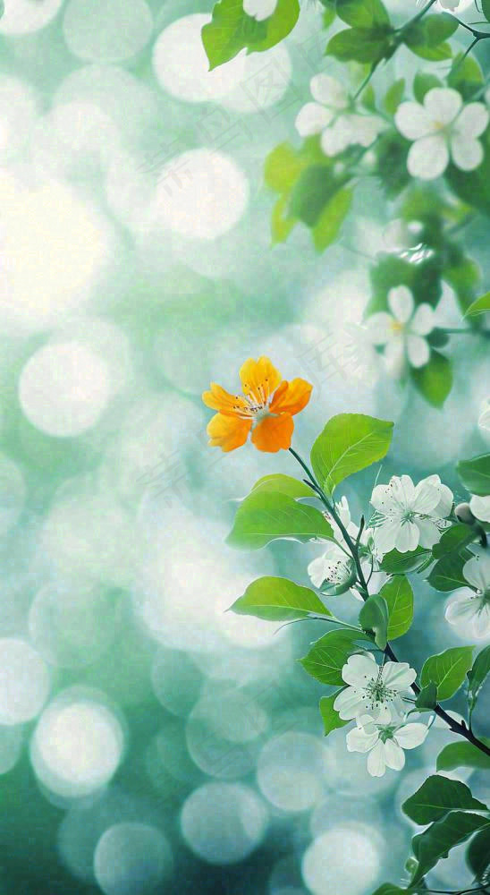 春天枝头上开满花朵，春分摄影图