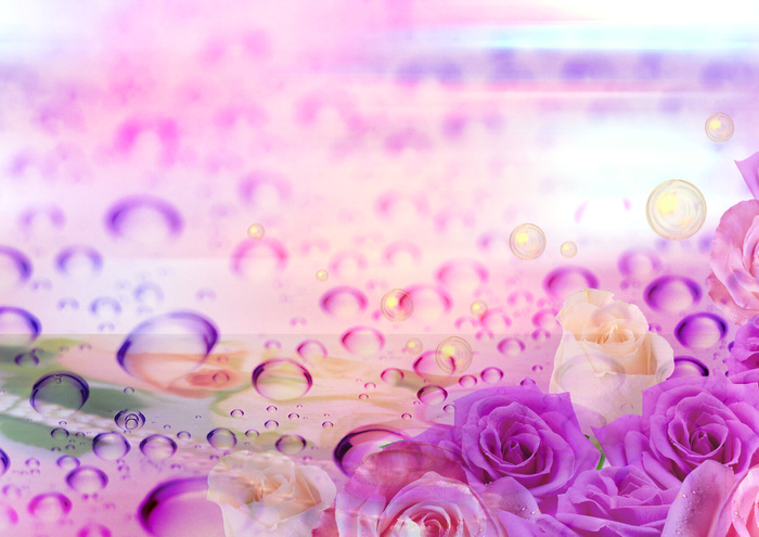 浪漫玫瑰花紫色背景 菜鸟图库