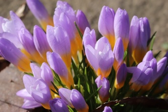 紫色藏红花鲜花图片