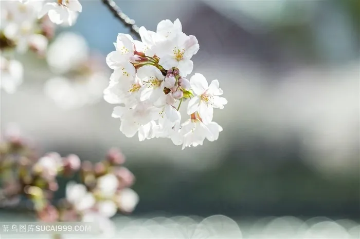 美丽的白色樱花花朵高清图片