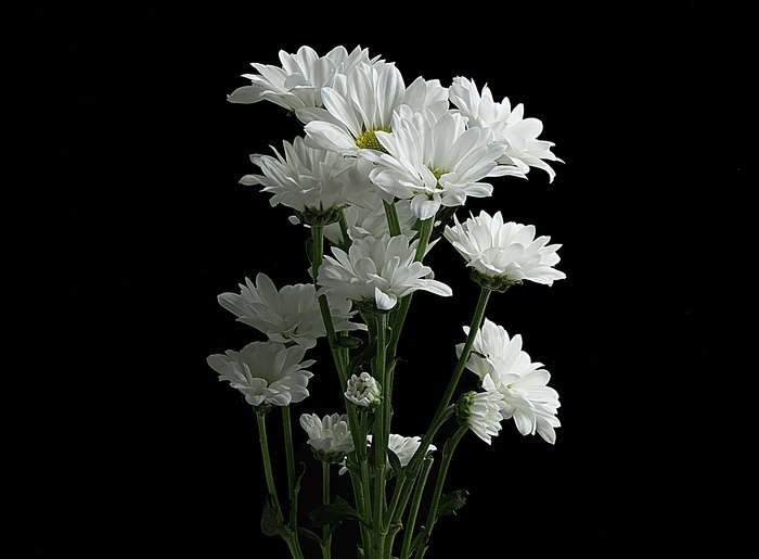 白色菊花束图片 菜鸟图库