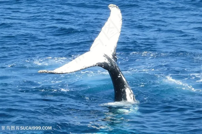 翘在水面的鲸鱼尾巴图片