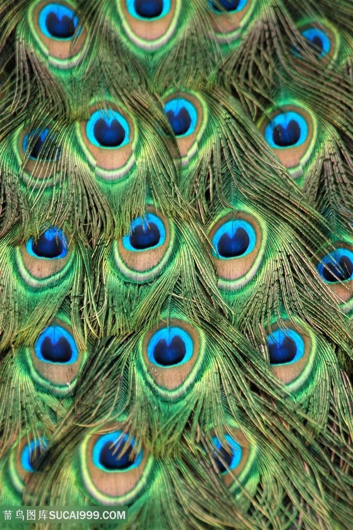 漂亮孔雀羽毛背景高清图片
