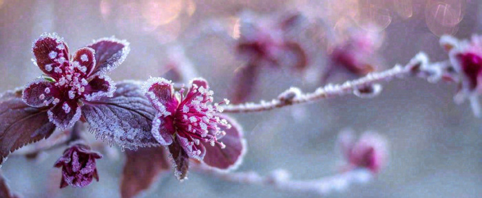 冬天冬季树枝雪景唯美浪漫大雪小雪结冰摄影图