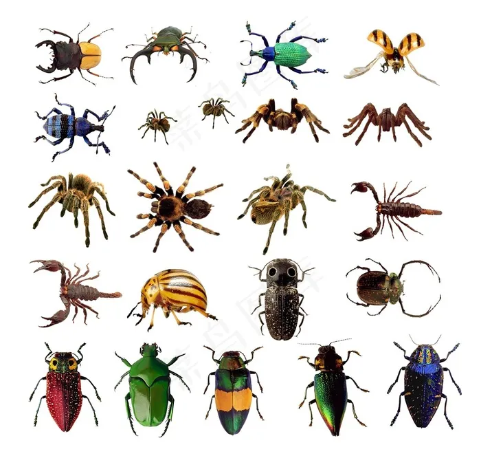 多种昆虫动物高清图片