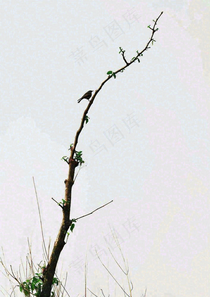 简约白底户外枝叶树枝，极简中国风，立冬摄影图