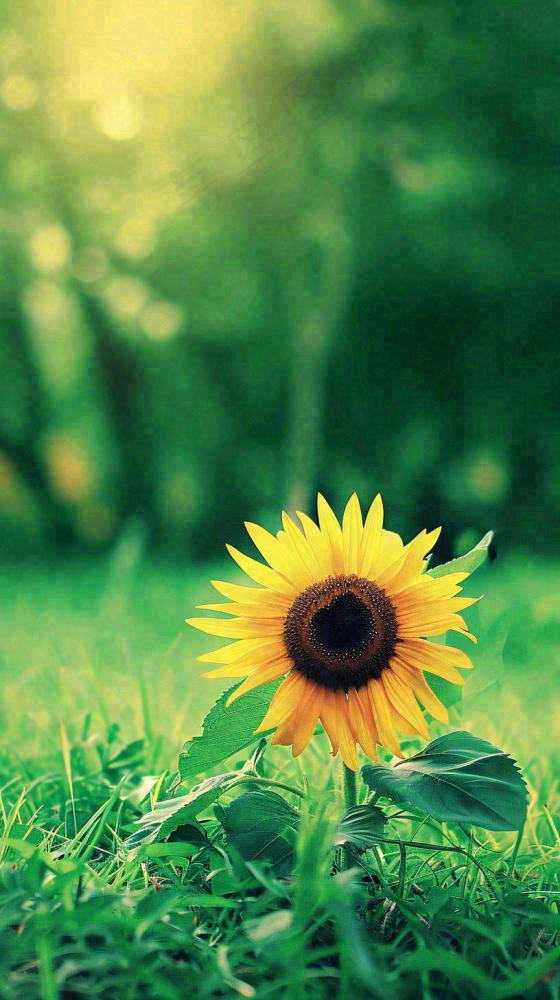 阳光下向日葵特写夏至夏天摄影图