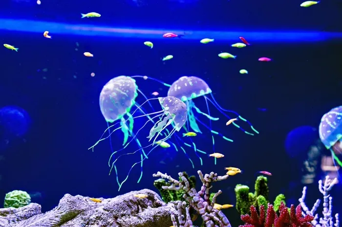 海洋里的水母动物高清大图