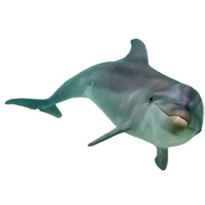 海豚卡通动物