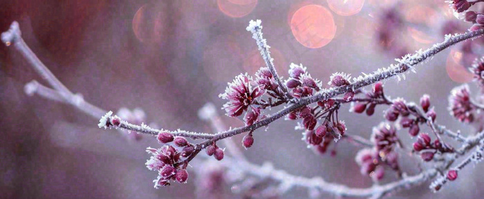 冬天冬季树枝雪景唯美浪漫大雪小雪结冰摄影图