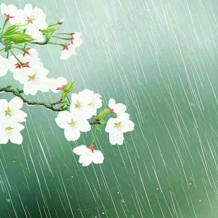 春天雨天白色花朵，雨水谷雨摄影图