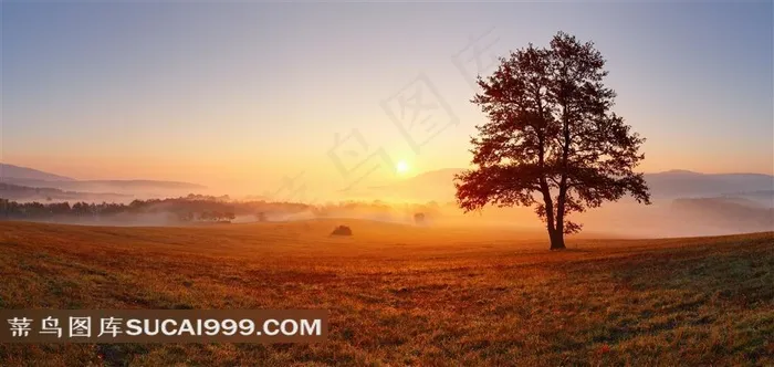 早晨日出与大树草地等摄影图片