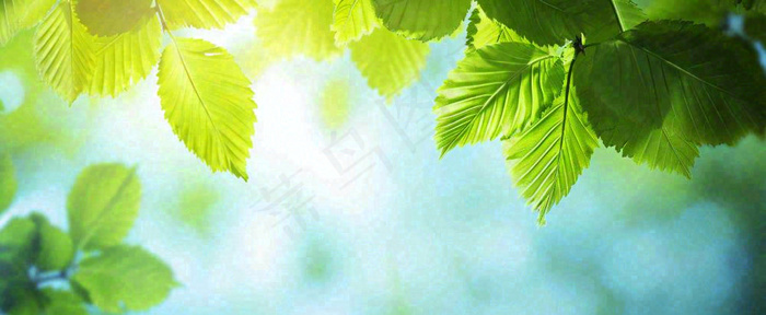 春天阳光绿叶嫩芽清新，立春春分摄影图