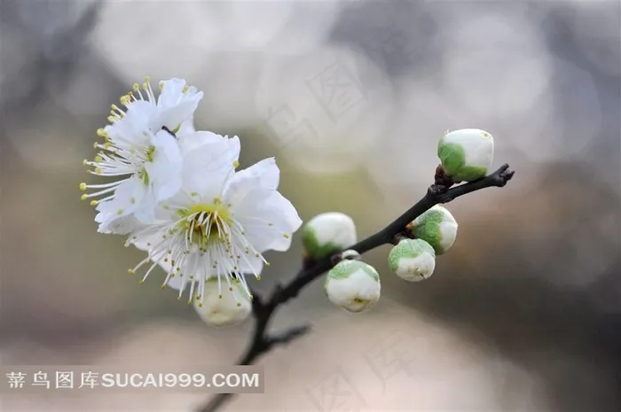早春枝头上的梅花鲜花图片