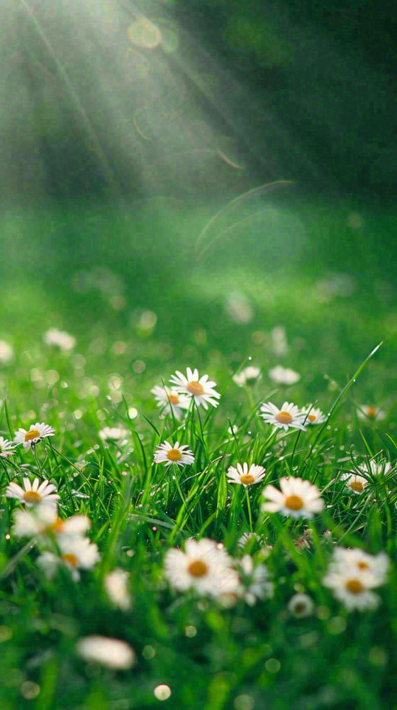 春天夏天草地绿叶小花阳光温馨，春分惊蛰谷雨摄影图