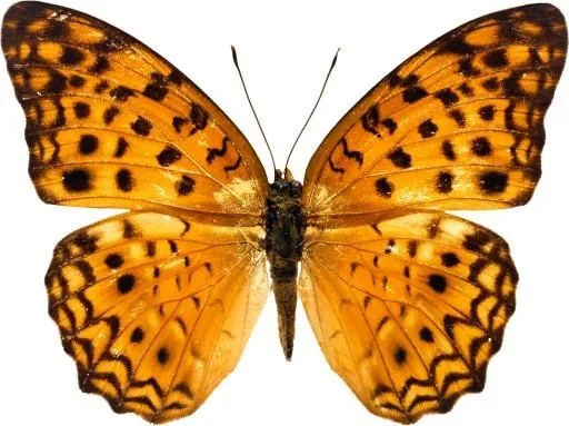 橙色蝴蝶PNG图像，蝴蝶免费下载免抠