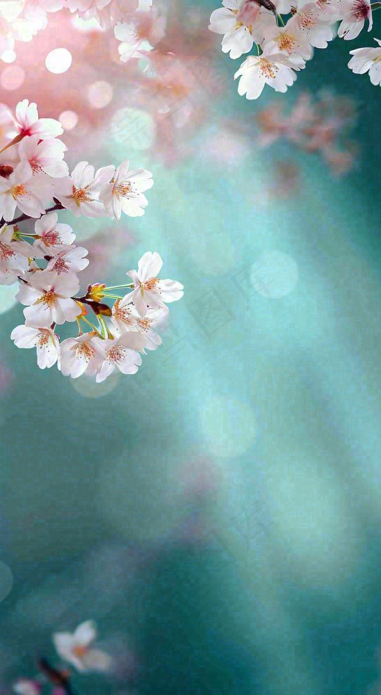 春天枝条上开满花朵，春分摄影图