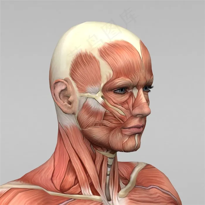 人体脸部肌肉图片人体器官图