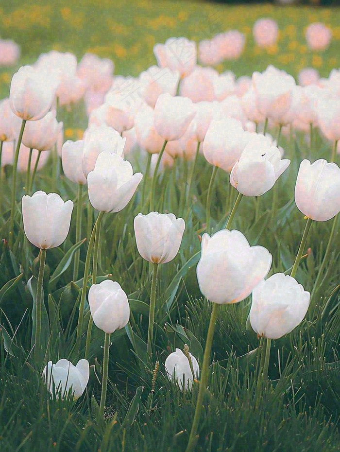 春天粉色郁金香花海绿叶温馨阳光，春分摄影图