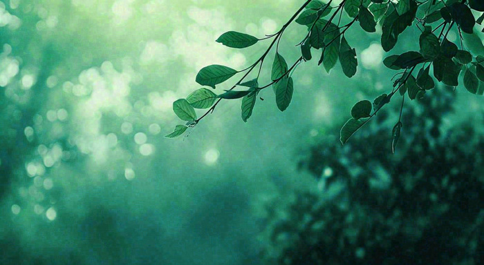 绿色树叶意境模糊光照叶子，春天夏日，春分立夏摄影图