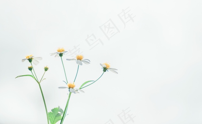 简约小清新背景图片