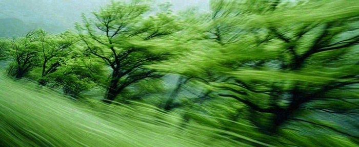 绿色树木虚幻树林摄影图