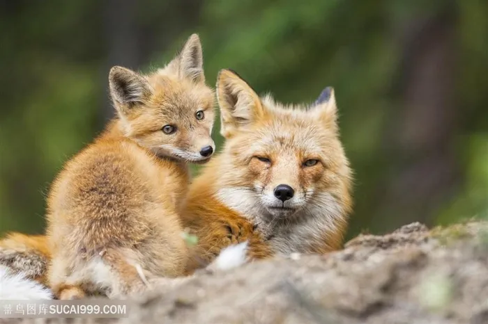 狐狸妈妈与小狐狸图片动物大全