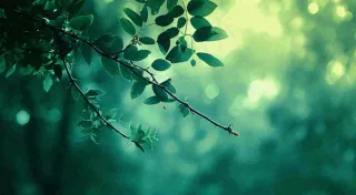 绿色树叶意境模糊光照叶子，春天夏日，春分立夏摄影图